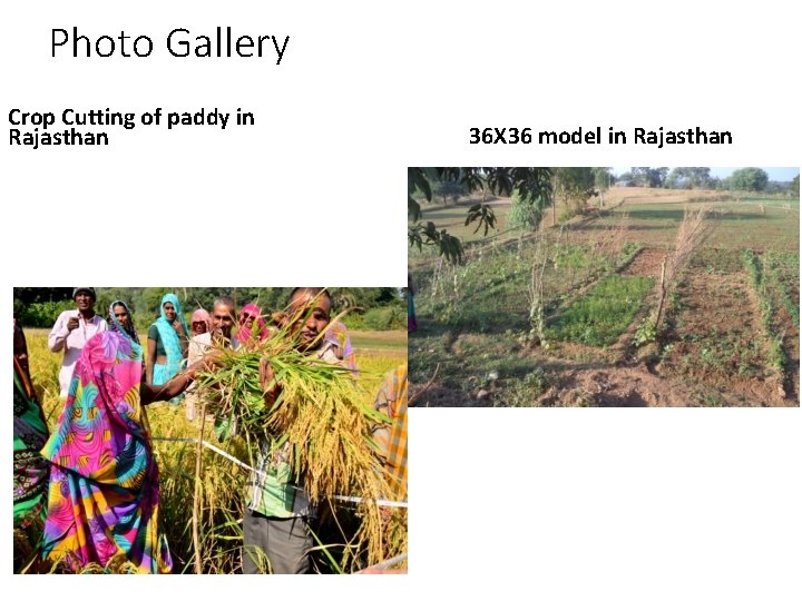 Photo Gallery Crop Cutting of paddy in Rajasthan 36 X 36 model in Rajasthan Photo Gallery Crop Cutting of paddy in Rajasthan 36 X 36 model in Rajasthan