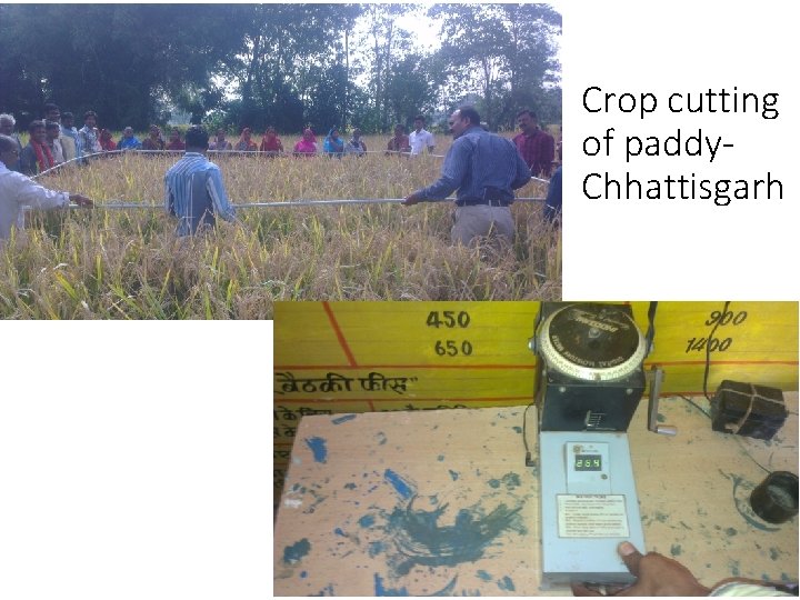 Crop cutting of paddy. Chhattisgarh Crop cutting of paddy. Chhattisgarh