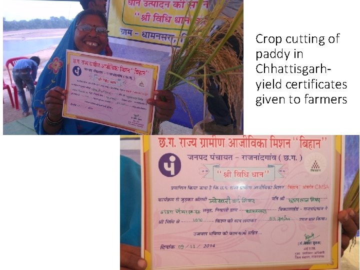 Crop cutting of paddy in Chhattisgarhyield certificates given to farmers Crop cutting of paddy in Chhattisgarhyield certificates given to farmers