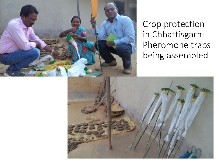 Crop protection in Chhattisgarh. Pheromone traps being assembled Crop protection in Chhattisgarh. Pheromone traps being assembled
