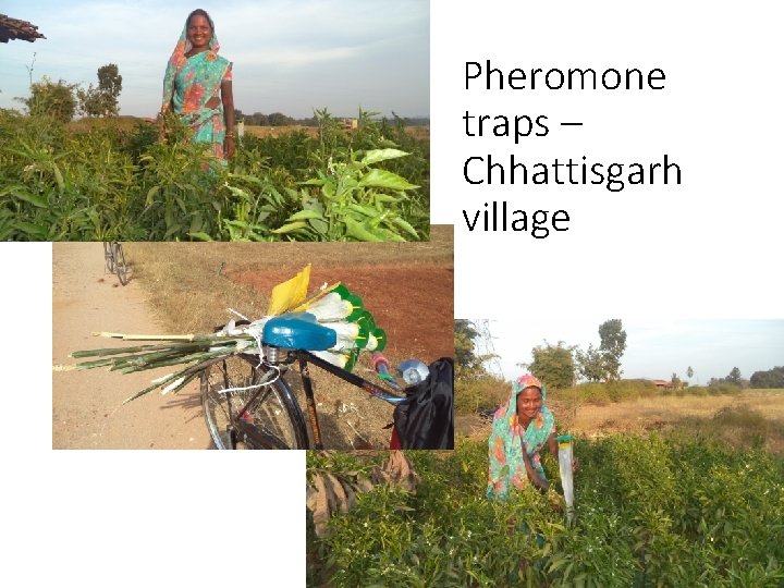 Pheromone traps – Chhattisgarh village Pheromone traps – Chhattisgarh village