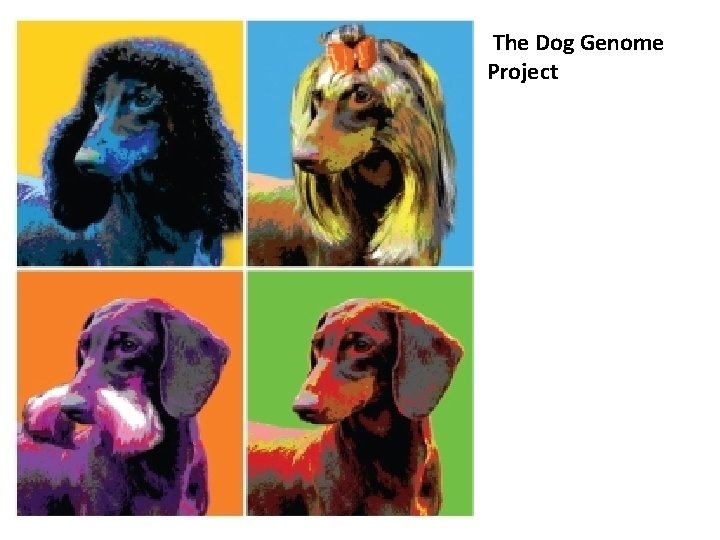  The Dog Genome Project 