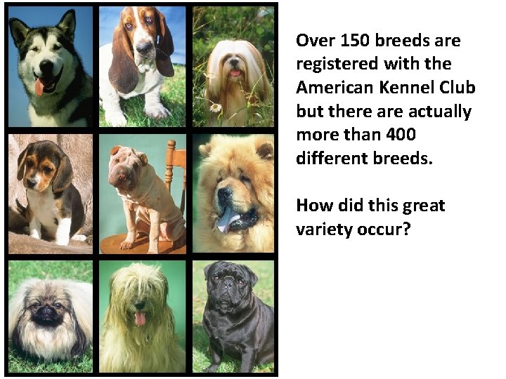 Over 150 breeds are registered with the American Kennel Club but there actually more