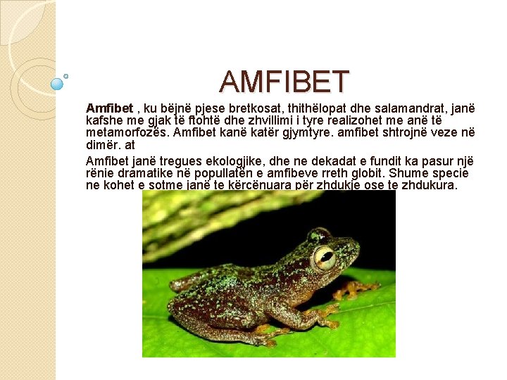 AMFIBET Amfibet , ku bëjnë pjese bretkosat, thithëlopat dhe salamandrat, janë kafshe me gjak