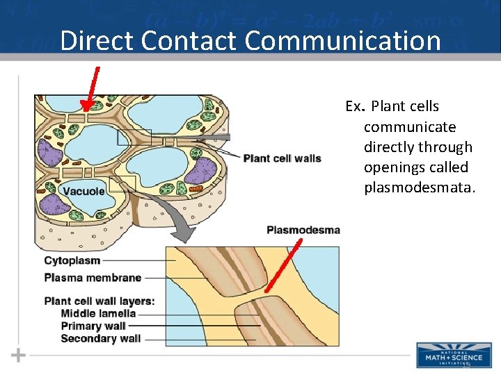 Direct Contact Communication Ex. Plant cells communicate directly through openings called plasmodesmata. 13 Direct Contact Communication Ex. Plant cells communicate directly through openings called plasmodesmata. 13