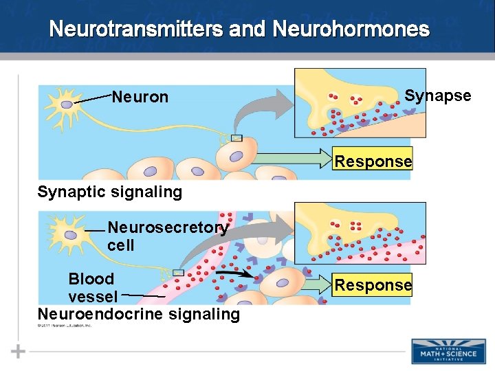 Neurotransmitters and Neurohormones Neuron Synapse Response Synaptic signaling Neurosecretory cell Blood vessel Neuroendocrine signaling Neurotransmitters and Neurohormones Neuron Synapse Response Synaptic signaling Neurosecretory cell Blood vessel Neuroendocrine signaling