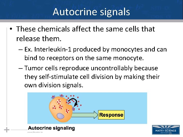 Autocrine signals • These chemicals affect the same cells that release them. – Ex. Autocrine signals • These chemicals affect the same cells that release them. – Ex.