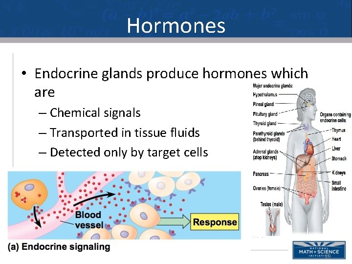 Hormones • Endocrine glands produce hormones which are – Chemical signals – Transported in Hormones • Endocrine glands produce hormones which are – Chemical signals – Transported in