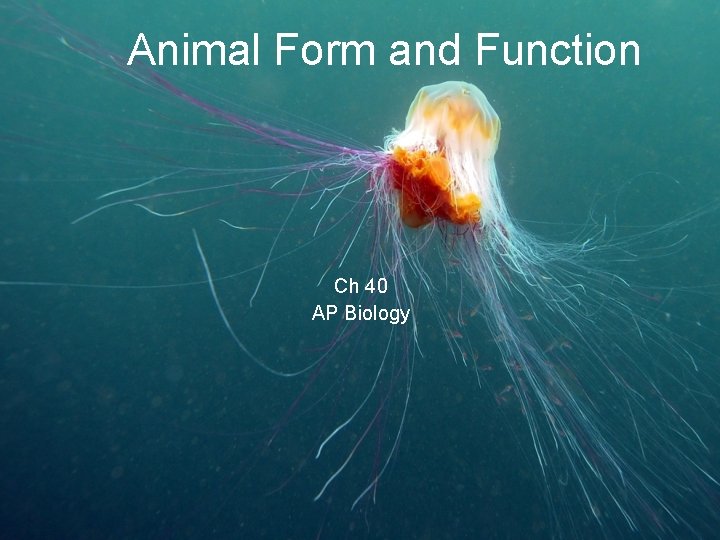 Animal Form and Function Ch 40 AP Biology 