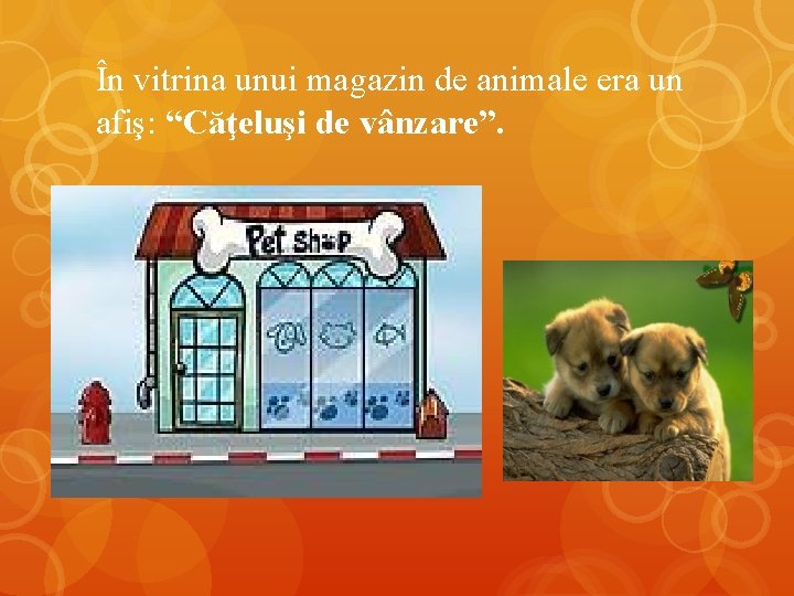 În vitrina unui magazin de animale era un afiş: “Căţeluşi de vânzare”. 