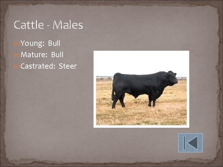 Cattle - Males Young: Bull Mature: Bull Castrated: Steer 