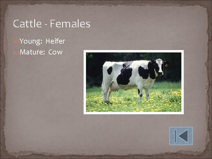Cattle - Females Young: Heifer Mature: Cow 