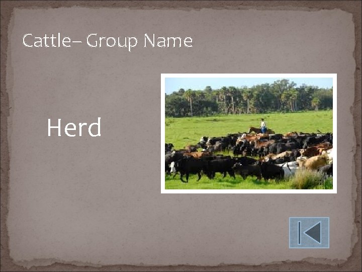Cattle– Group Name Herd 
