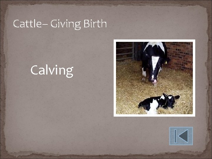 Cattle– Giving Birth Calving 