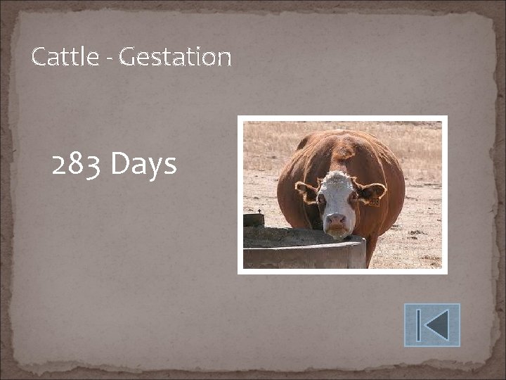 Cattle - Gestation 283 Days 