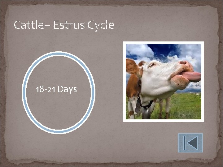 Cattle– Estrus Cycle 18 -21 Days 