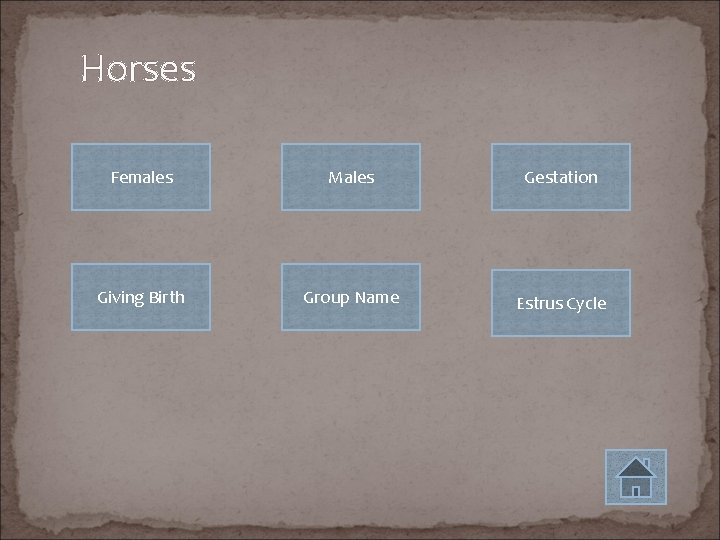 Horses Females Males Gestation Giving Birth Group Name Estrus Cycle 