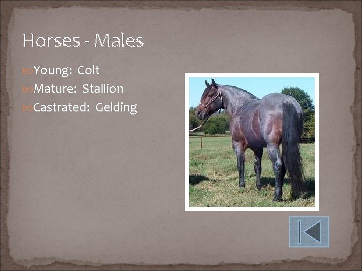 Horses - Males Young: Colt Mature: Stallion Castrated: Gelding 