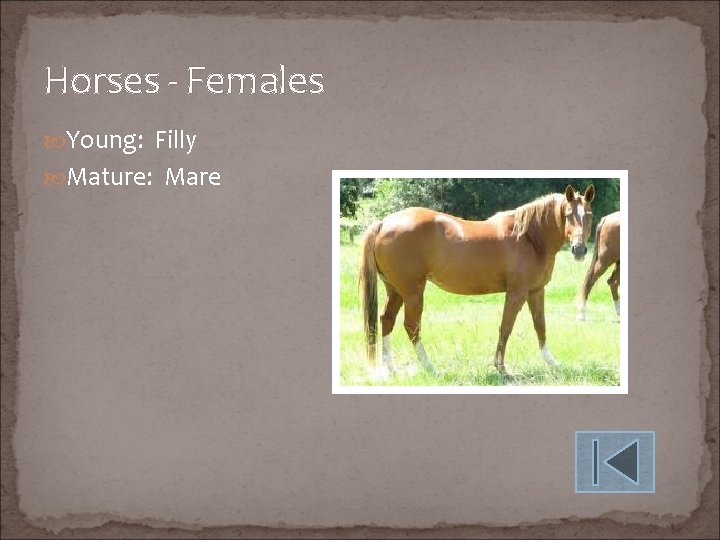 Horses - Females Young: Filly Mature: Mare 
