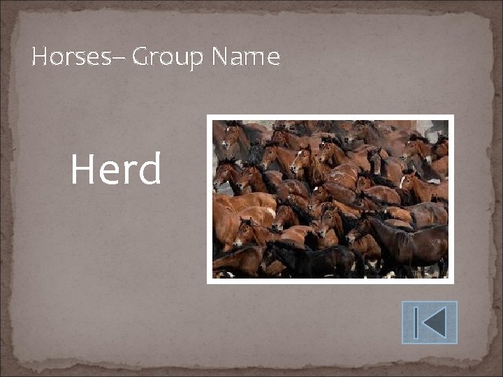 Horses– Group Name Herd 