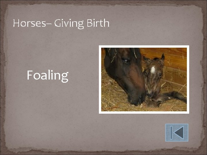 Horses– Giving Birth Foaling 