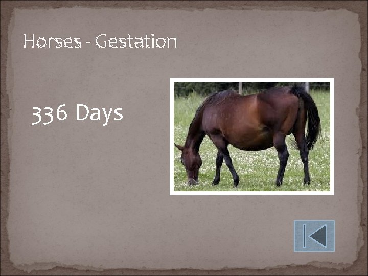 Horses - Gestation 336 Days 