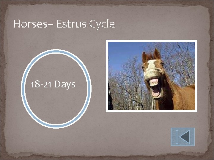 Horses– Estrus Cycle 18 -21 Days 