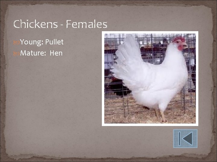Chickens - Females Young: Pullet Mature: Hen 