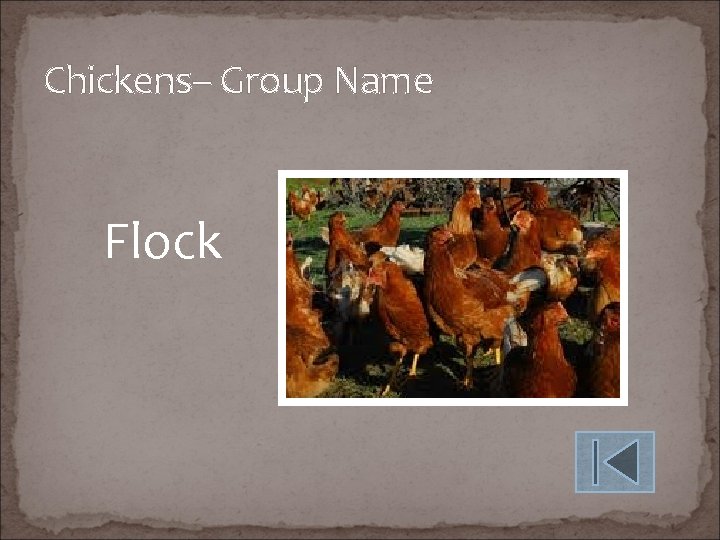 Chickens– Group Name Flock 