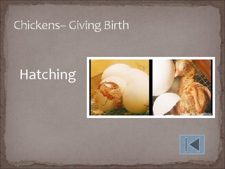Chickens– Giving Birth Hatching 
