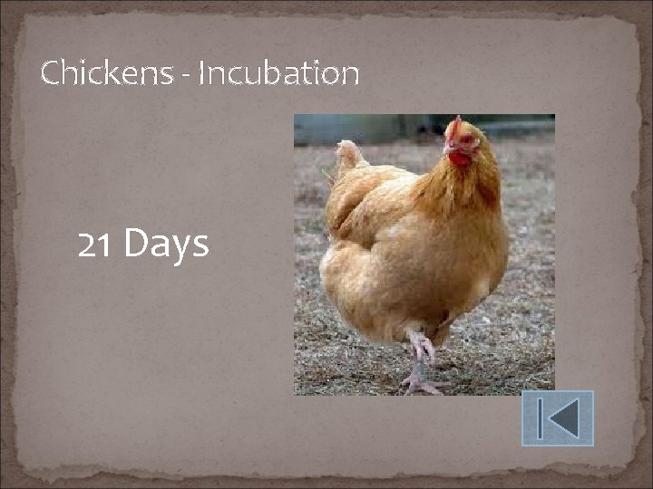 Chickens - Incubation 21 Days 