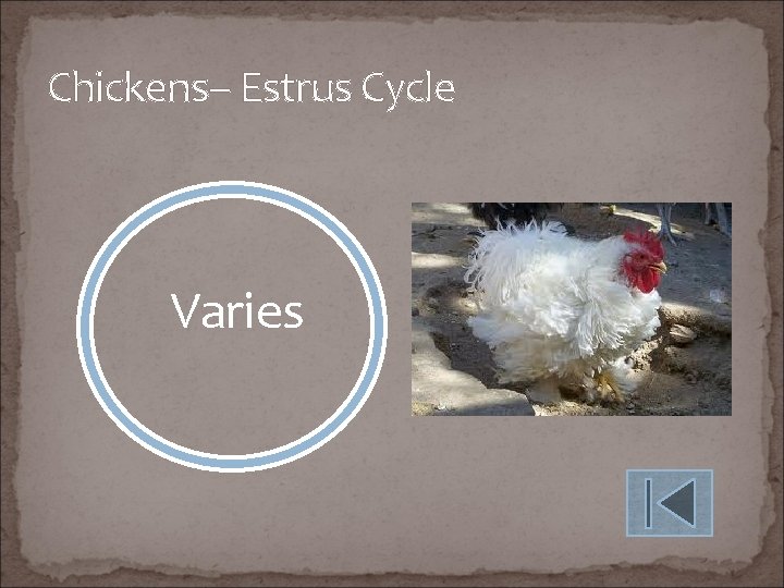 Chickens– Estrus Cycle Varies 
