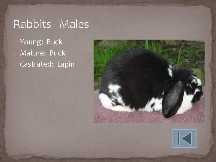 Rabbits - Males Young: Buck Mature: Buck Castrated: Lapin 
