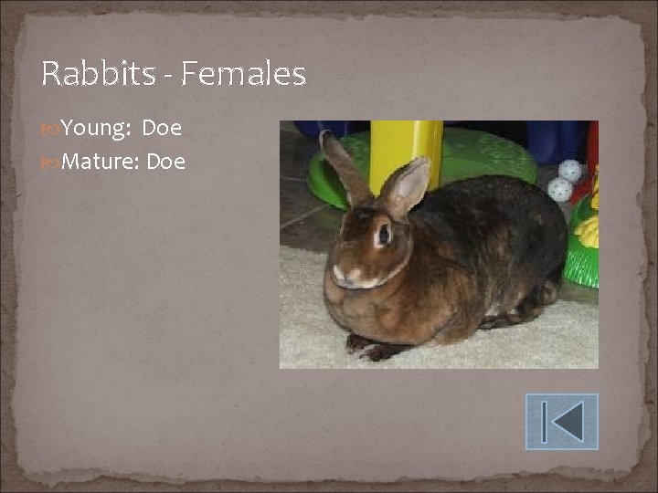 Rabbits - Females Young: Doe Mature: Doe 