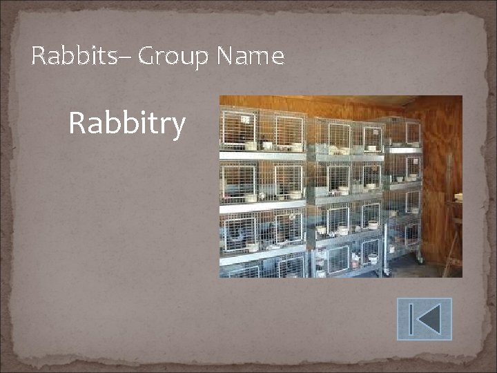 Rabbits– Group Name Rabbitry 