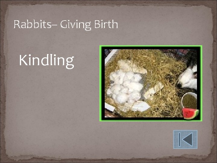 Rabbits– Giving Birth Kindling 