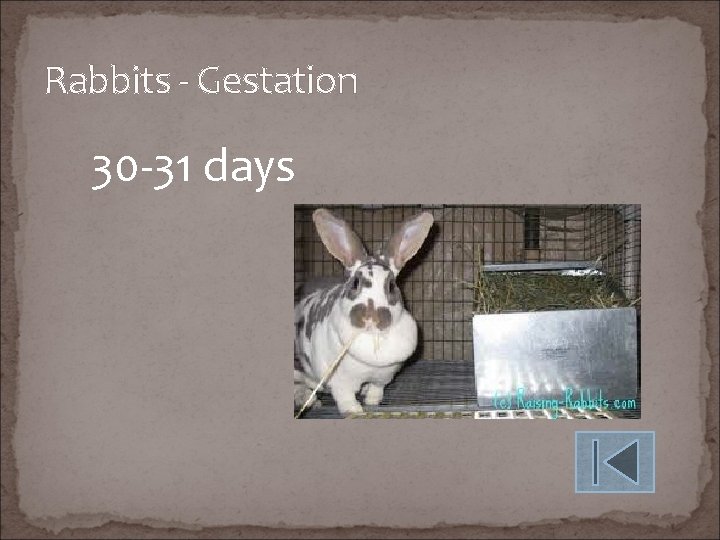 Rabbits - Gestation 30 -31 days 