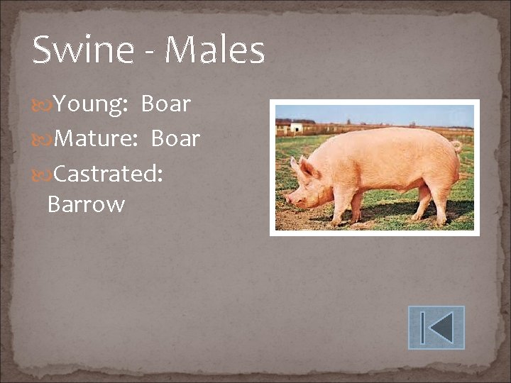 Swine - Males Young: Boar Mature: Boar Castrated: Barrow 