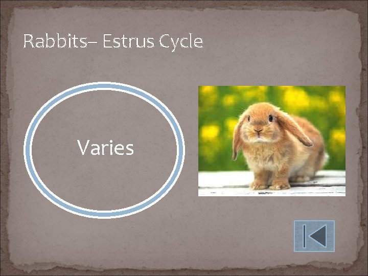 Rabbits– Estrus Cycle Varies 