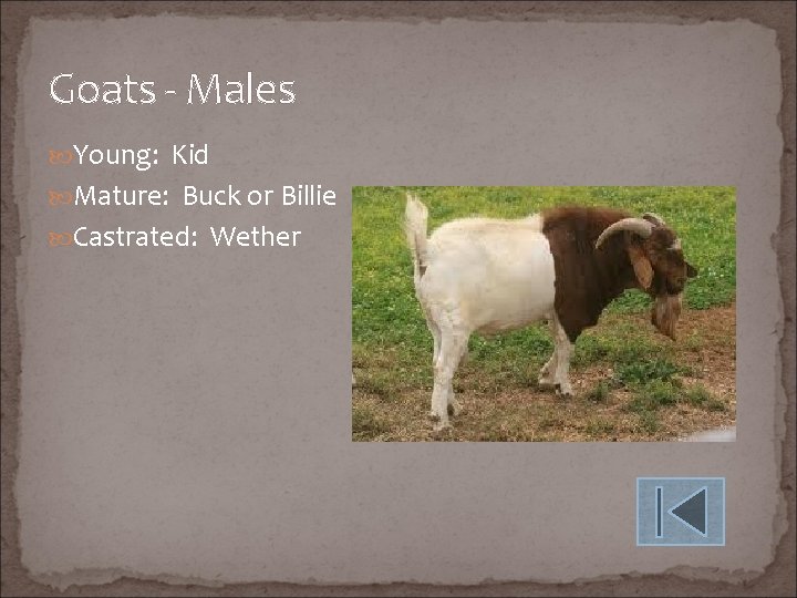 Goats - Males Young: Kid Mature: Buck or Billie Castrated: Wether 