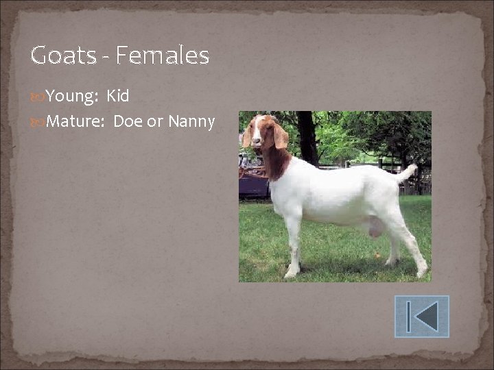 Goats - Females Young: Kid Mature: Doe or Nanny 