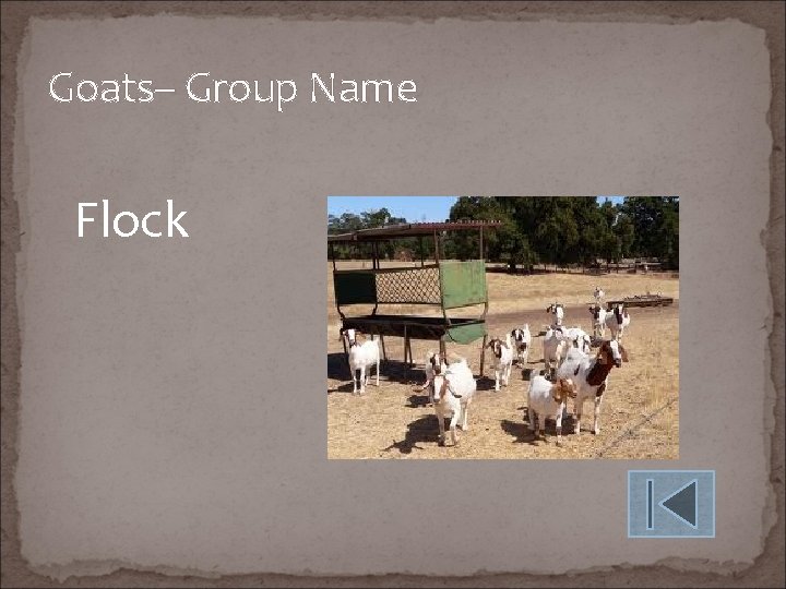 Goats– Group Name Flock 