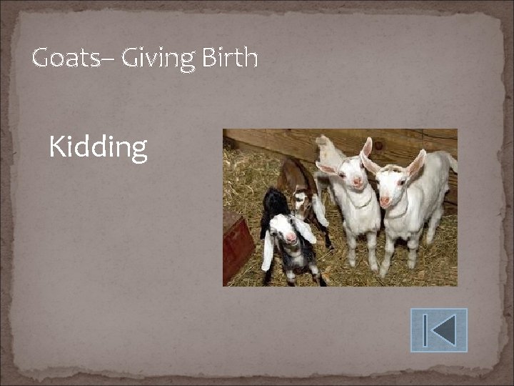 Goats– Giving Birth Kidding 