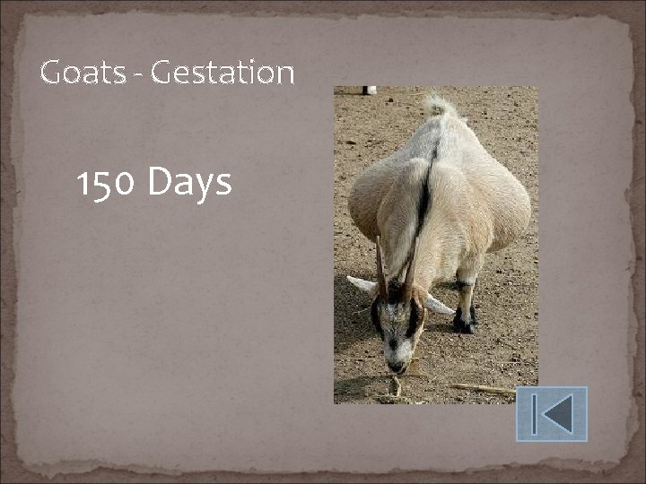 Goats - Gestation 150 Days 