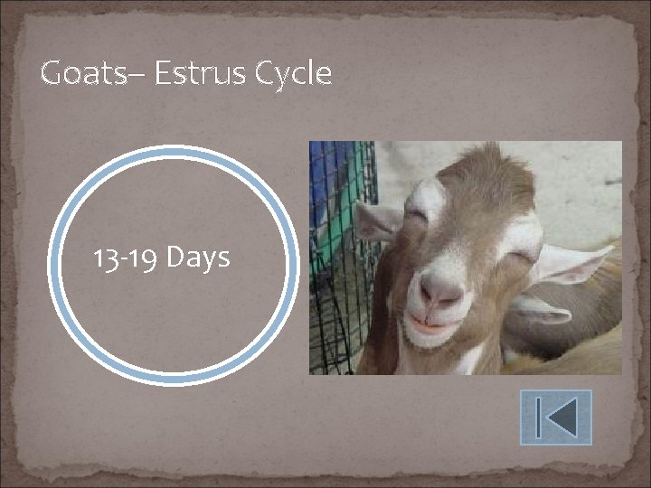 Goats– Estrus Cycle 13 -19 Days 