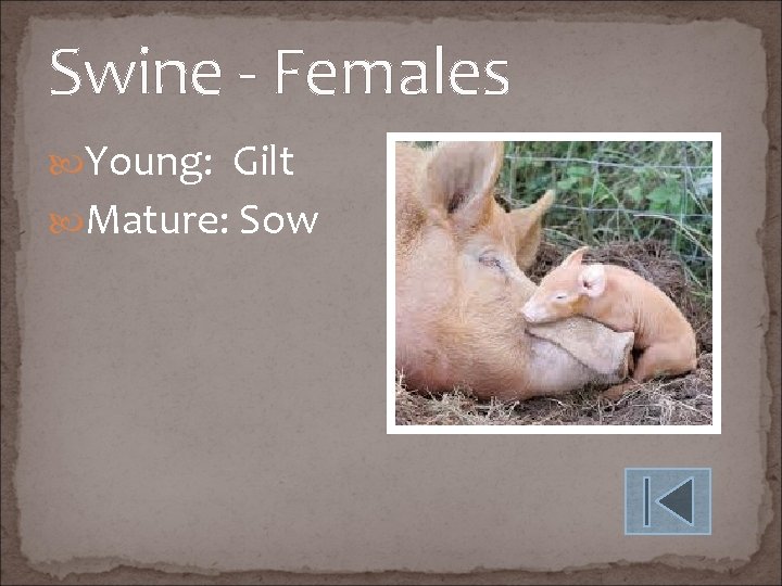 Swine - Females Young: Gilt Mature: Sow 