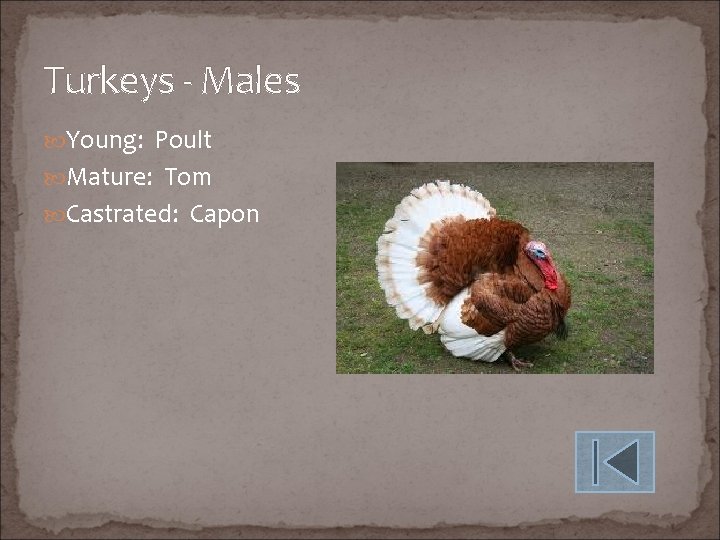 Turkeys - Males Young: Poult Mature: Tom Castrated: Capon 