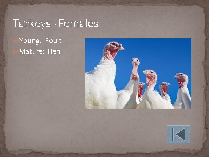 Turkeys - Females Young: Poult Mature: Hen 