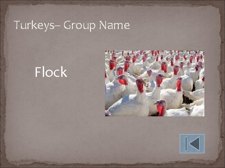 Turkeys– Group Name Flock 