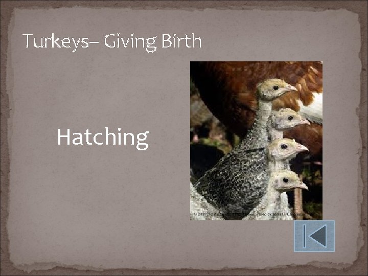 Turkeys– Giving Birth Hatching 